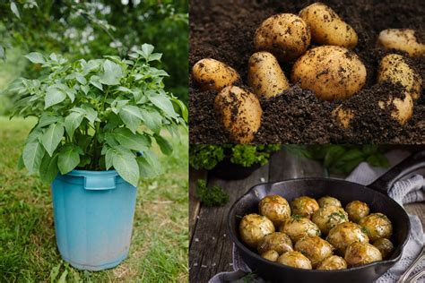 Mar 28, 2017 · The deeper the container, the better. Start with a deep container (24″ minimum) with good drainage. Put about 6 inches of potting soil on the bottom and stick your seed potatoes in the soil. In this sized container, you can plant about three potatoes. Gina Hulse. 